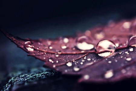 自然 树叶 水 宏观 水滴 植物 4K壁纸 3840x2160