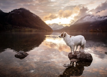 狗 户外 自然 动物  阳光 水 石头 山  电脑壁纸 4K壁纸  3840x2160