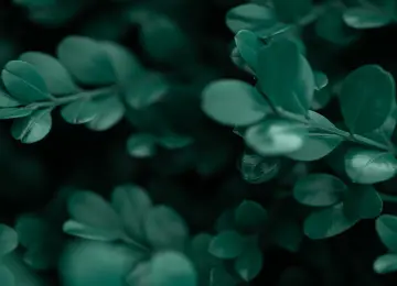 摄影 植物 树叶 绿色 护眼 清新 治愈 灌木  电脑壁纸 4K壁纸  5999x2571