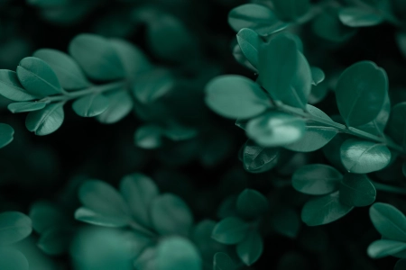 摄影 植物 树叶 绿色 护眼 清新 治愈 灌木  电脑壁纸 4K壁纸 5999x2571