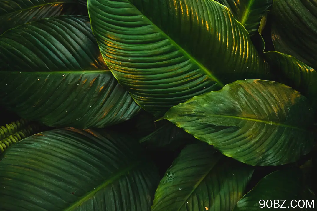 自然 树叶 绿色 植物 清新 护眼 电脑壁纸 4K壁纸