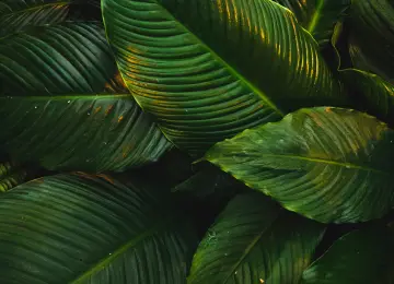 自然 树叶 绿色 植物 清新 护眼 电脑壁纸 4K壁纸  4836x3224