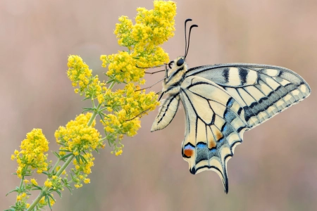 蝴蝶 黄色 花 自然 昆虫  电脑壁纸 4K壁纸 3840x2160