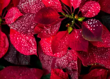 红色 植物 树叶 水滴 自然 肖像展示 特写 景深  电脑壁纸 4K壁纸  3840x2160