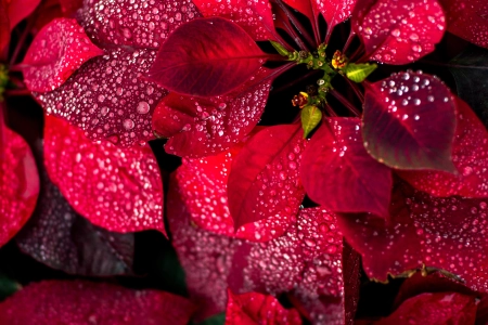 红色 植物 树叶 水滴 自然 肖像展示 特写 景深  电脑壁纸 4K壁纸 3840x2160